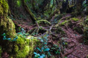 Deforestation in Borneo: The Satellite Evidence 2 Article image: Deforestation in Borneo: The Satellite Evidence