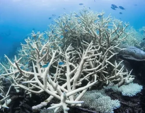 The Great Barrier Reef Bleaching Cover-up in Australia 2 Article image: The Great Barrier Reef Bleaching Cover-up in Australia